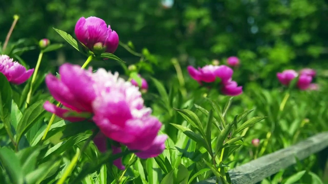 Fluch des Falken Staffel 1 Folge 56 HD Deutsch