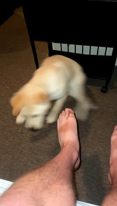 Demon? Dog? You Pick!