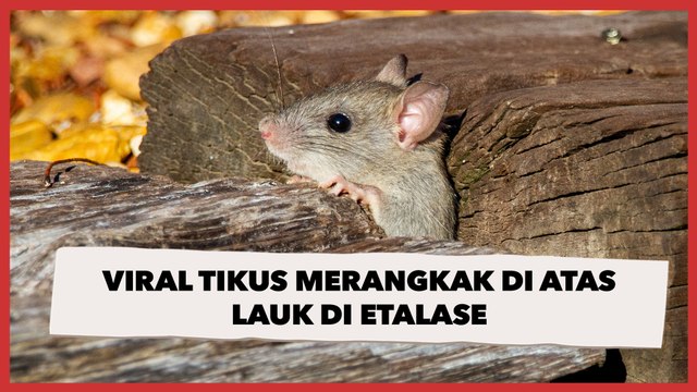 Viral Tikus Merangkak di Atas Lauk di Etalase, Warganet Minta Lebih Waspada