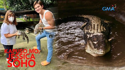 KAYANIN KAYA NI RURU MADRID NA MAGPAKAIN NG MGA NAGLALAKIHANG BUWAYA? | Kapuso Mo, Jessica Soho