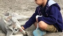 baby feed the animal
