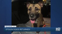 Phoenix woman still looking for stolen car after dog was found