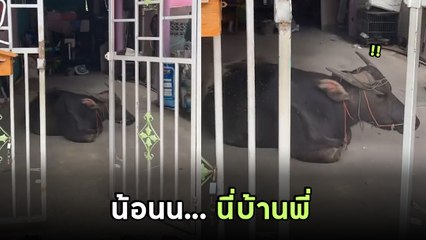 พีค ! สาวไปทำธุระนอกบ้าน กลับบ้านเจอเซอร์ไพรส์ เป็นเจ้าของควายแบบไม่ทันตั้งตัว