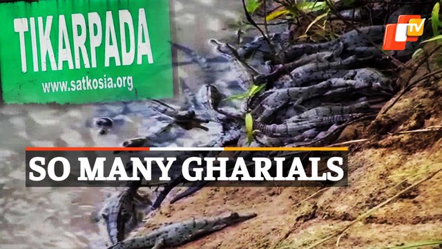 32 Gharial Hatchlings Washed Away In Mahanadi Floodwater