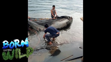 Wild News: Dugong found dead in Negros Occidental | Born to be Wild