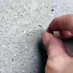 شاب يخدع سرباً من النحل في مقطع فيديو طريف حصد ملايين المشاهدات