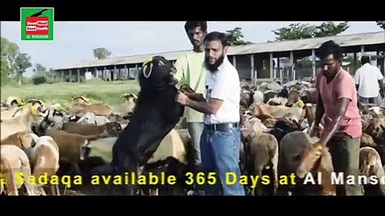 INDIA'S BEST HYGIENE   RAM LAMB  MEAT  MART , HYDERABAD