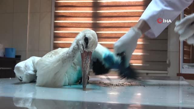 Osmaniye haberleri... Osmaniye'de yaralı bulunan leylekler tedavi altına alındı