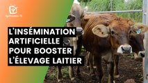 Burkina Faso : L’insémination artificielle pour booster l’élevage laitier