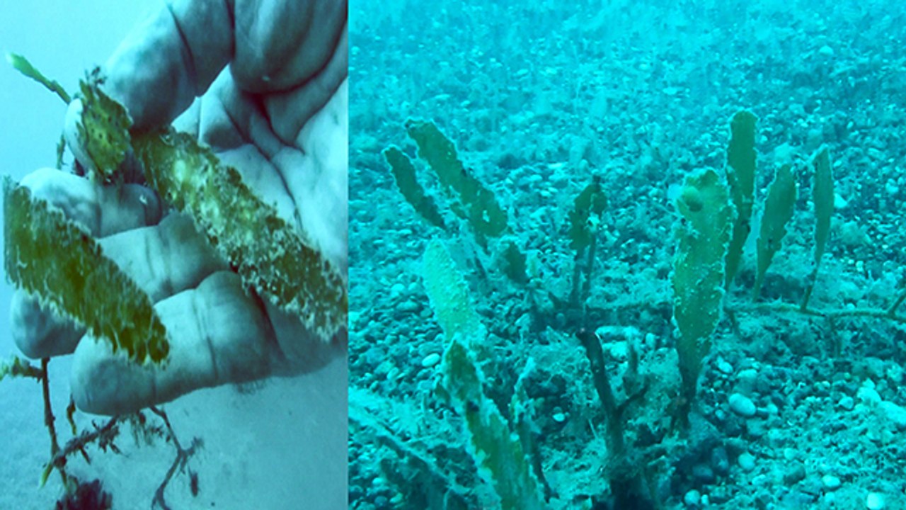 'Denizlerin akciğeri'ne istilacı yosun tehdidi