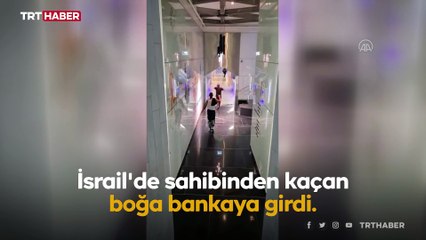 İsrail'de sahibinden kaçan boğa bankaya girdi