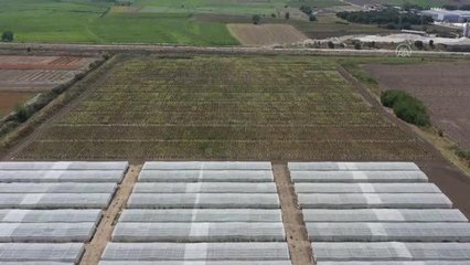 3 yeni hibrit ayçiçeği çeşidi geliştirildi