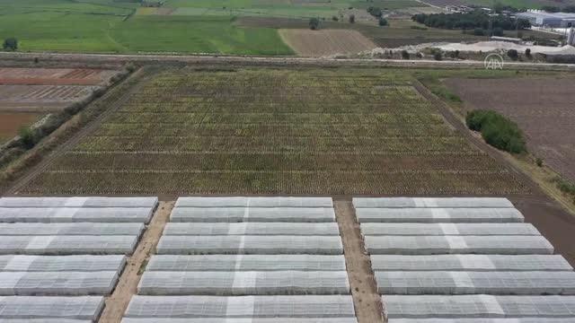 3 yeni hibrit ayçiçeği çeşidi geliştirildi