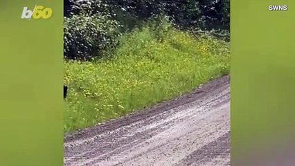 These Bear Cubs Are Having a Blast Playing Around in the Street