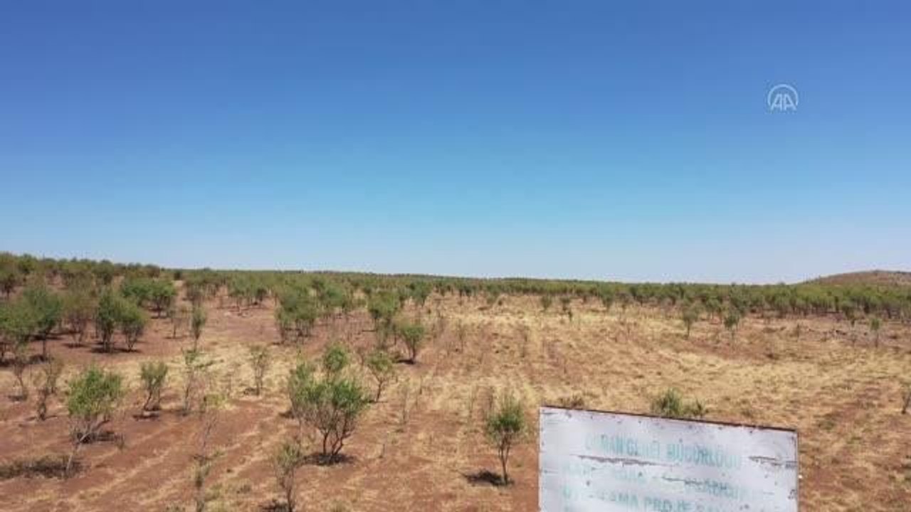 Diyarbakır gündem haberleri | DİYARBAKIR - Bal ormanlarıyla bitki örtüsü zenginleşen Karacadağ'da bin ton bal hasat edildi