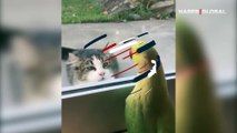Kedi ile dalga geçen papağan kamerada