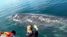15 Whales You Won’t Believe Actually Exist