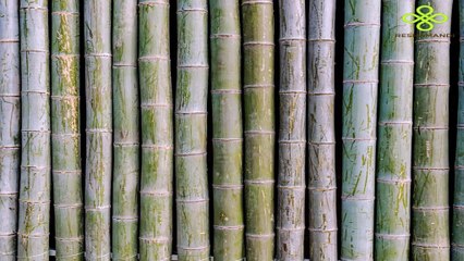 Natural Fabric from the fastest growing woody plant, Bamboo
