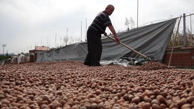 Trabzon gündem haberi... TRABZON'DA FINDIK ALIMINDA 'KURUTMA' RÖTARI; SAHİL YOLU HARMAN OLDU