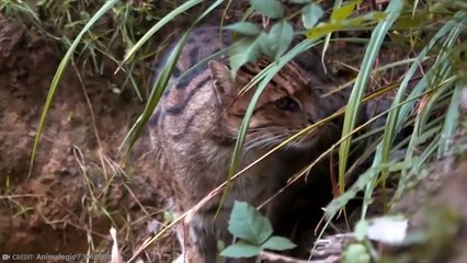 15 Badass Land Animals That Eat Ocean Creatures