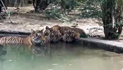 रणथम्भौर: फुल डे- हॉफ डे सफारी बंद