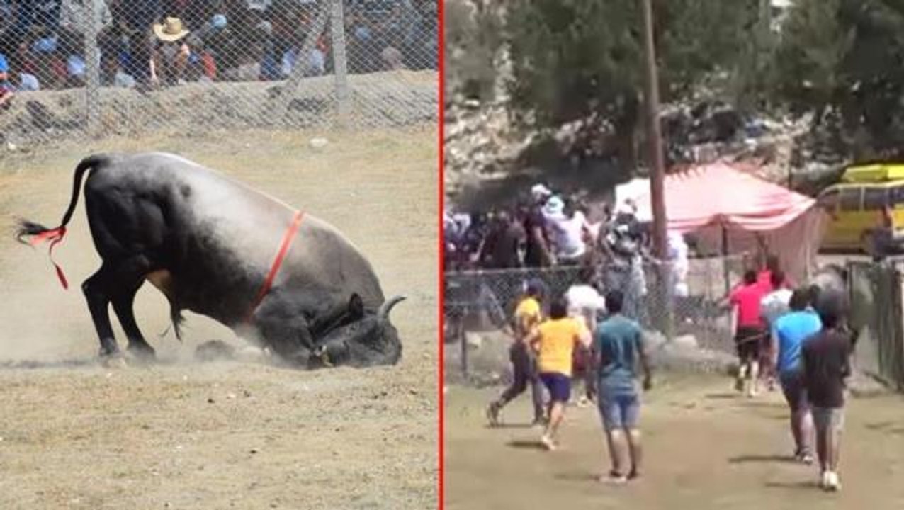 Güreş alanı dışına çıkan boğalar seyircilerin arasına daldı