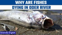 Mysterious mass fish deaths in Oder River| Oneindia News *News