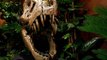 Dinosaurs could have been wiped out by two asteroids!