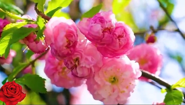 Beautiful Relaxing Music | Peaceful Piano Music & Guitar Music | Sunny Mornings |2022