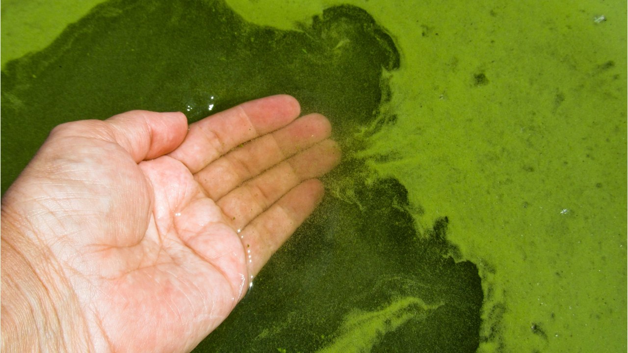 Avoid beating the summer heat in these lakes, they're toxic