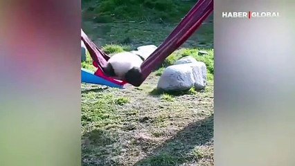 Bebek pandanın salıncakla imtihanı böyle görüntülendi