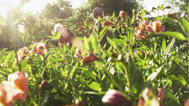 West Sussex town makes plant-based pledge, becomes first European town to sign Plant Based Treaty