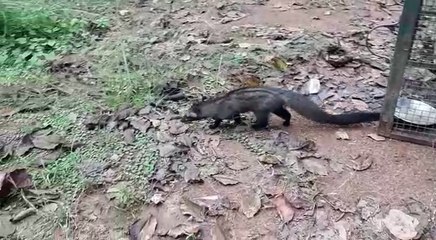 বাঁকুড়ার কোতুলপুরে বিরল গন্ধ গোকুল উদ্ধার ঘিরে চাঞ্চল্য | Oneindia Bengali