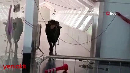 Bankaya giren öfkeli boğa korku dolu anlar yaşattı