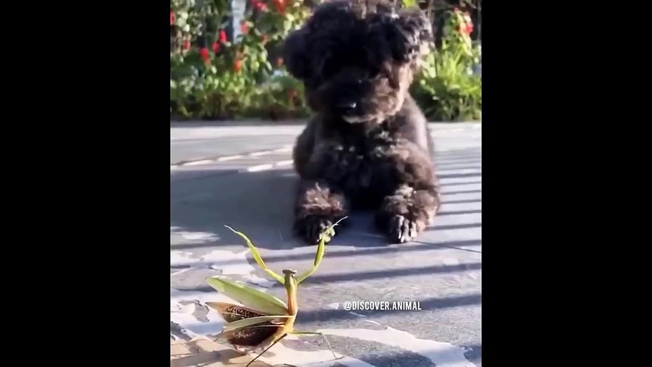 Awesome SO Cute Animal ! Funny Dog and Cat Videos to Keep You Smiling!