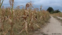 Drought threatens German farmers' livelihoods