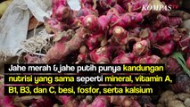 Jahe Merah & Jahe Putih Ternyata Punya Manfaat Masing-Masing Lho!