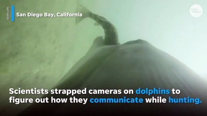 Rare dolphin communication captured underwater