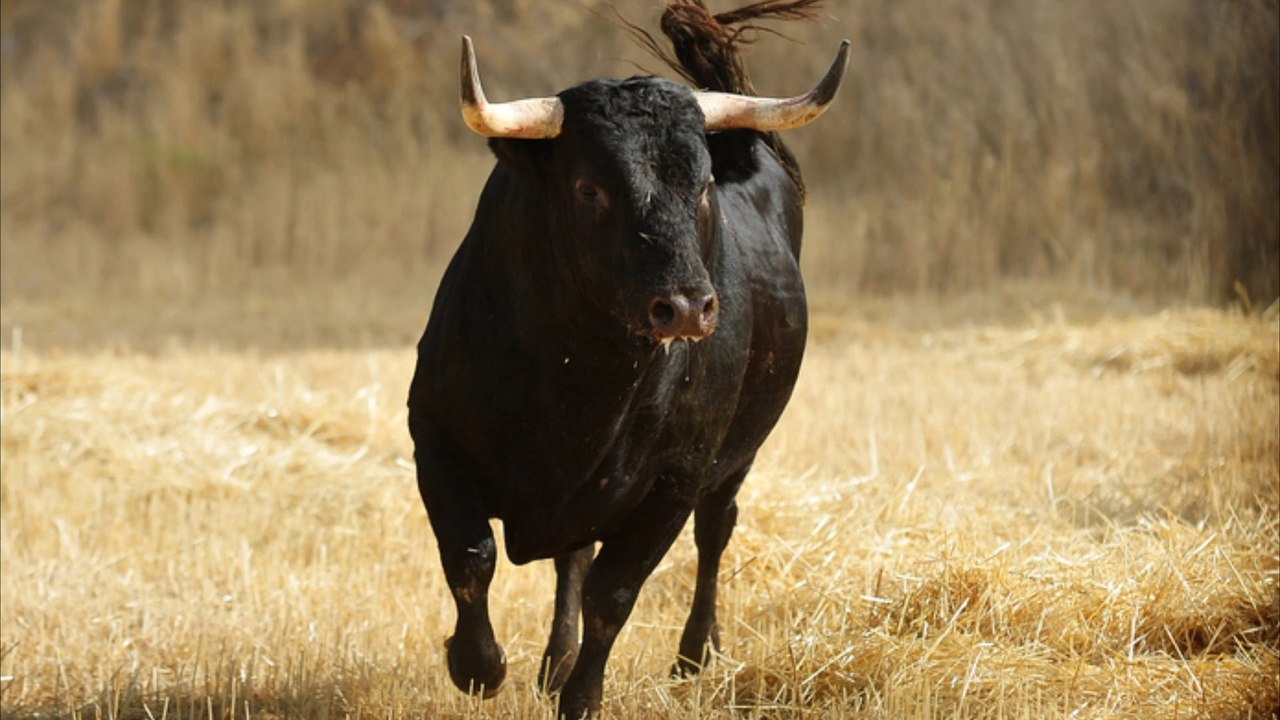Israel: stier wütet in bankgebäude