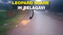Leopard in Belagavi causes panic
