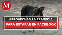 Abandono de perros propicia estafas; solicitan dinero para rescatarlos