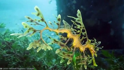 15 Fish You Won’t Believe Actually Exist