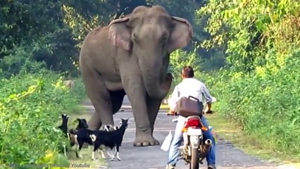 15 Angriest Animals That Appeared Out Of Nowhere