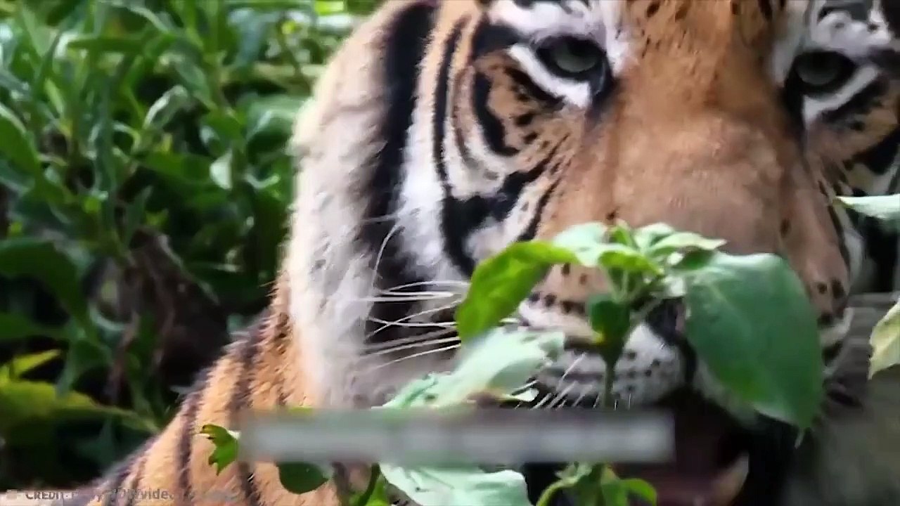15 Deadliest Animals In Asia
