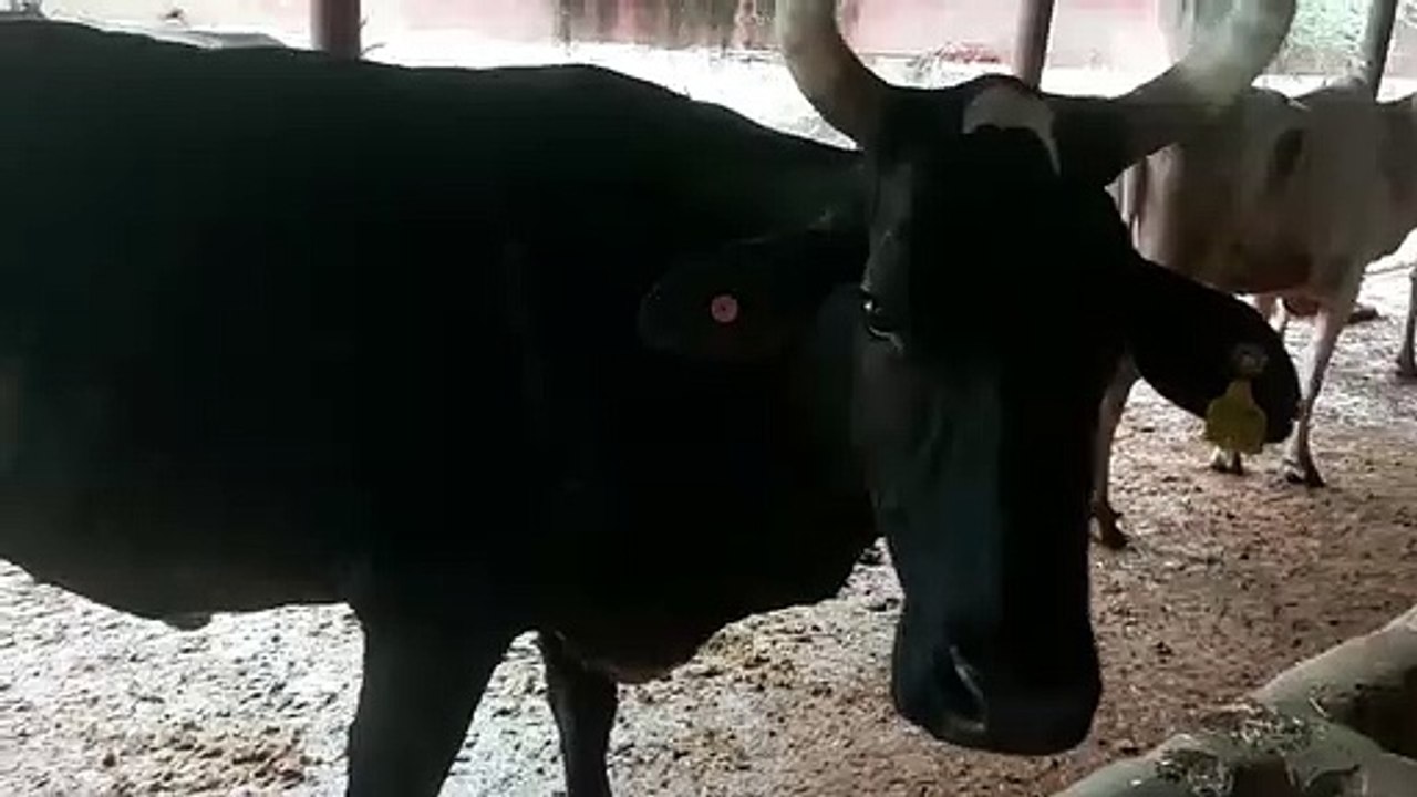 छह लाख से अधिक पशुधन लम्पी की चपेट में और अब डॉ...