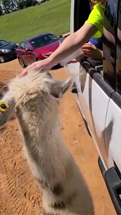 Poor Llama Bumped By Mirror