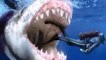15 Craziest Things Swallowed by a Shark