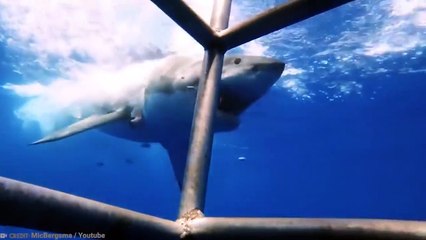 Megalodon VS Bloop – (Who Would Win)