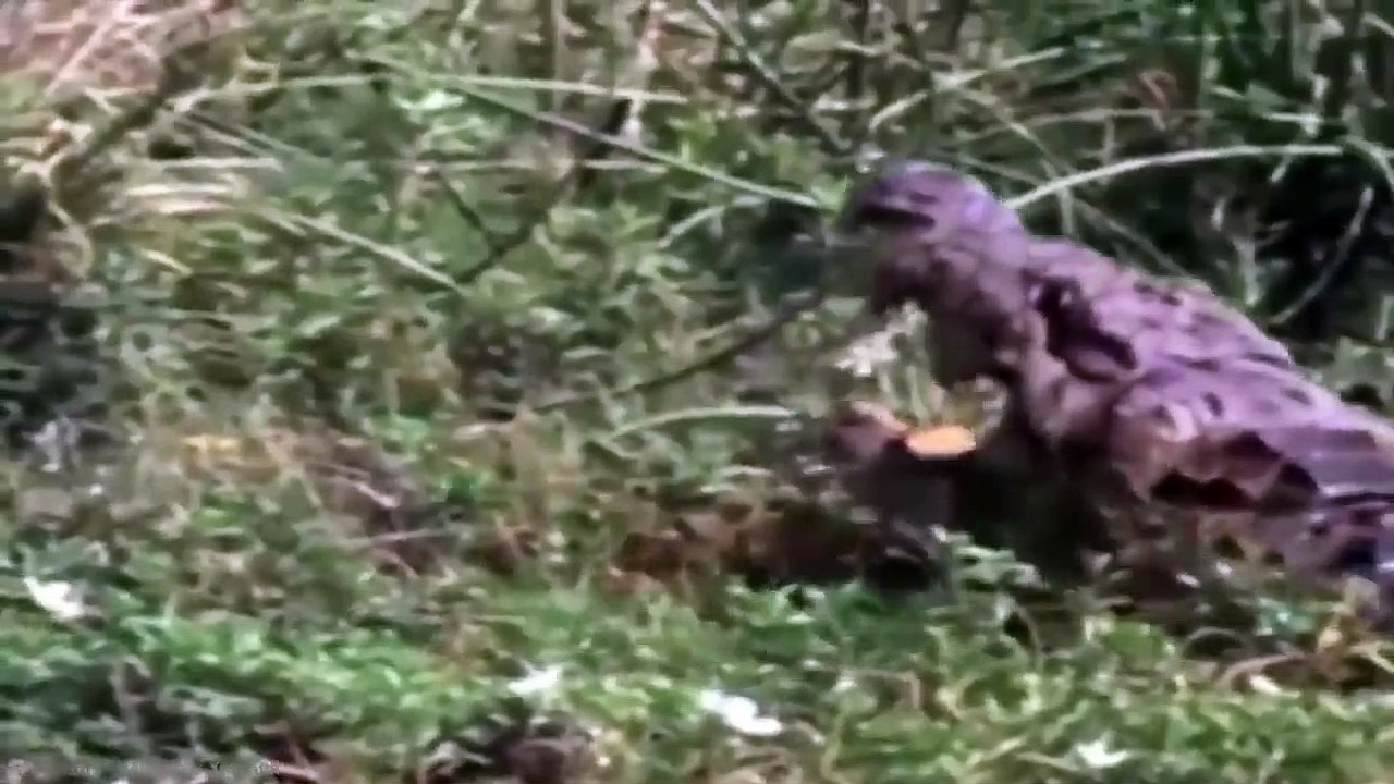 15 Animals That Hate Each Other