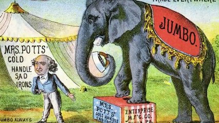 15 Weirdest Things Ever Found Inside Animals